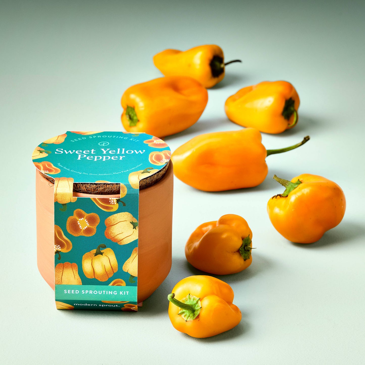 Sweet Yellow Pepper Tiny Terracotta Garden Kit