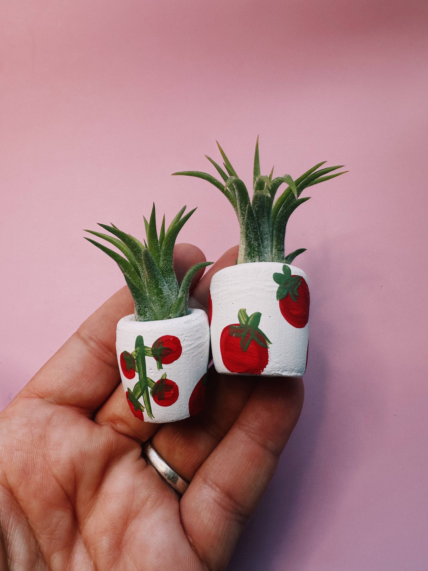 Tomato Mini Planter with Plant