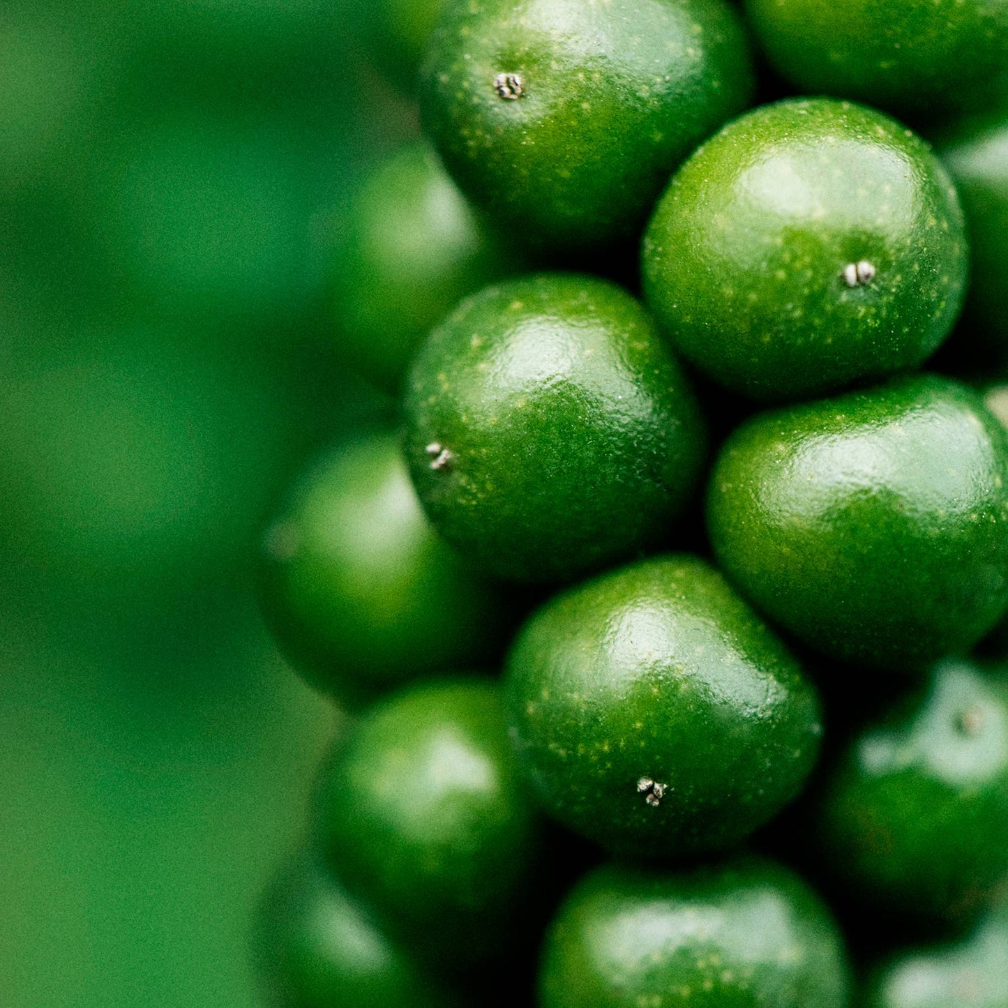 Fresh Green Pepper