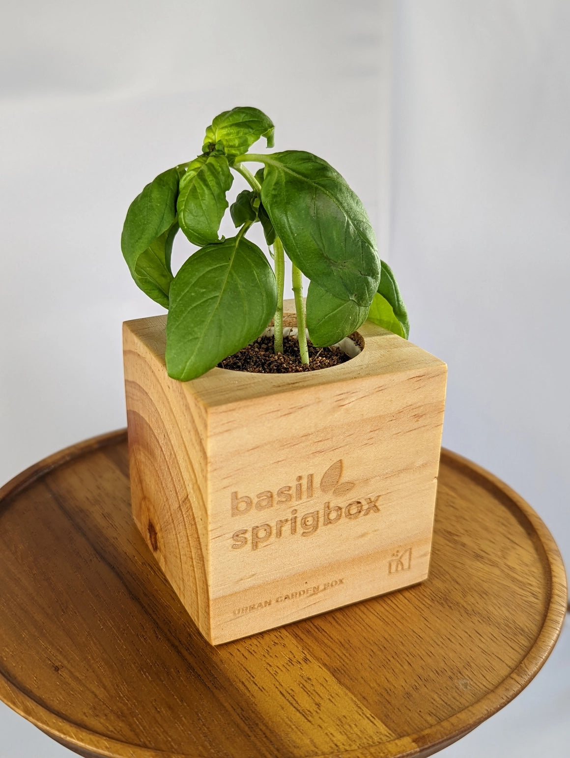 Basil Grow Kit