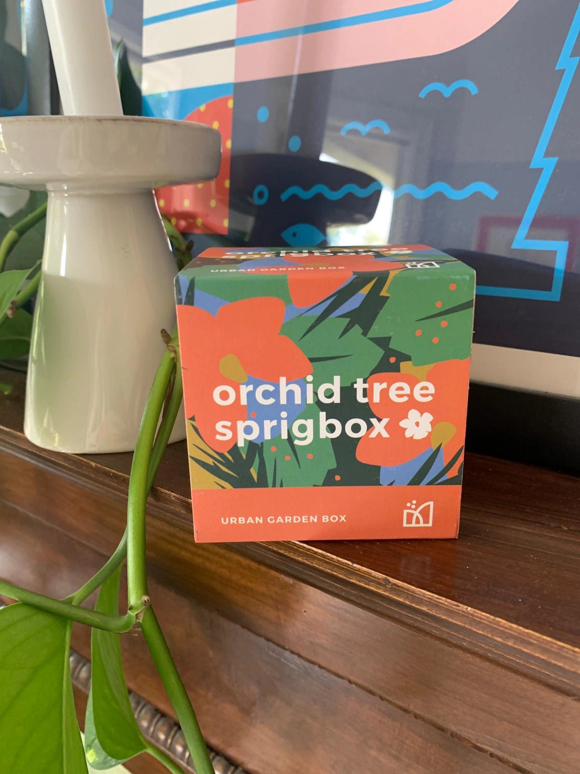 Orchid Tree Grow Kit