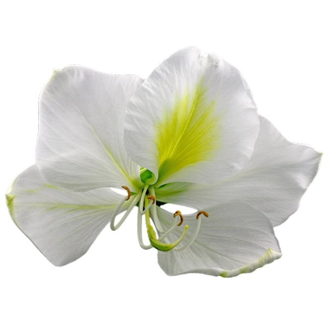 Orchid Tree Grow Kit