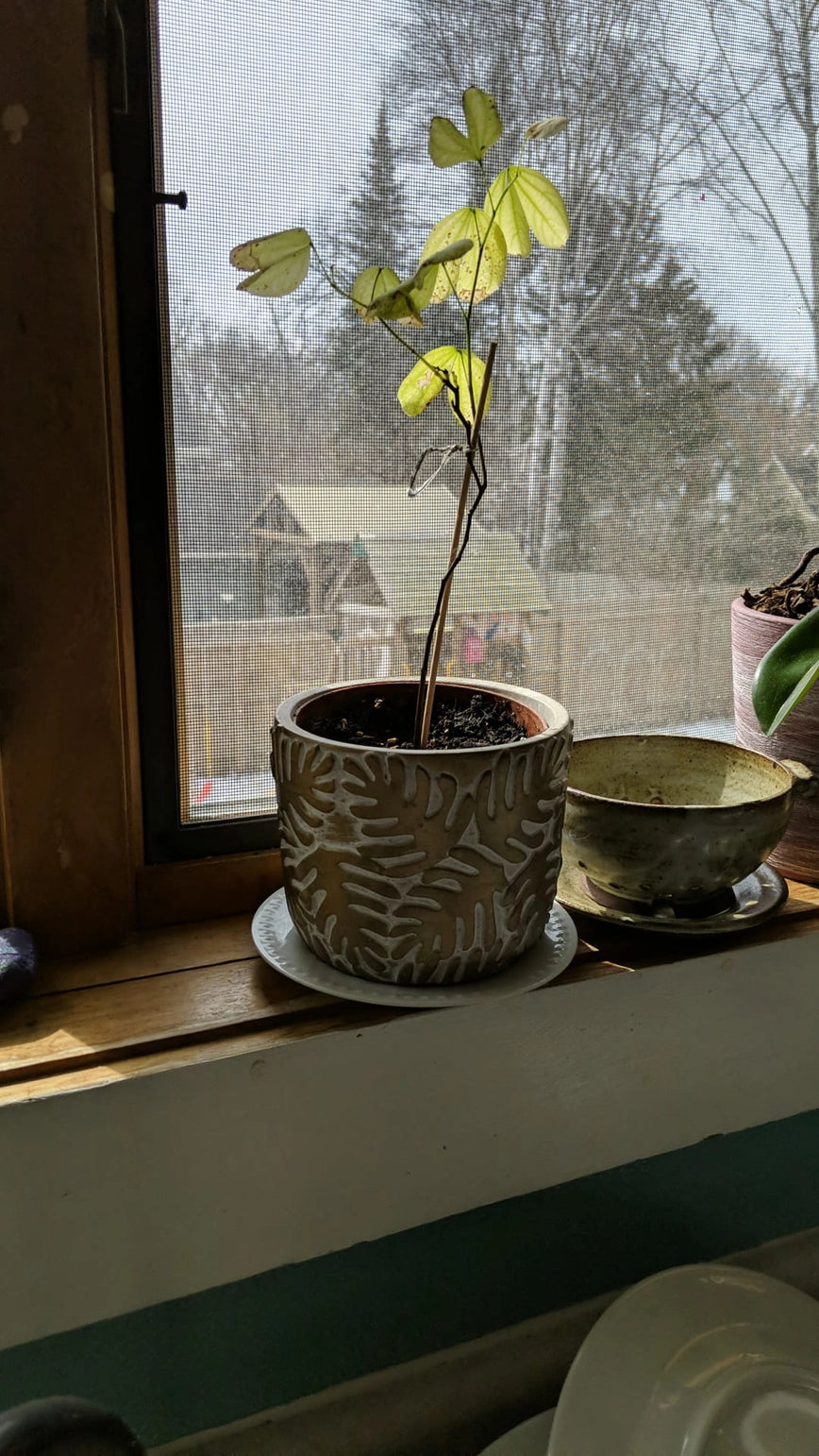 Orchid Tree Grow Kit