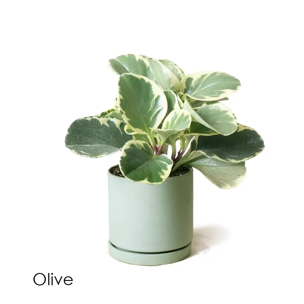 Dojo Pot & Saucer - Olive