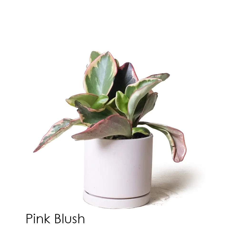 Dojo Pot & Saucer - Pink Blush
