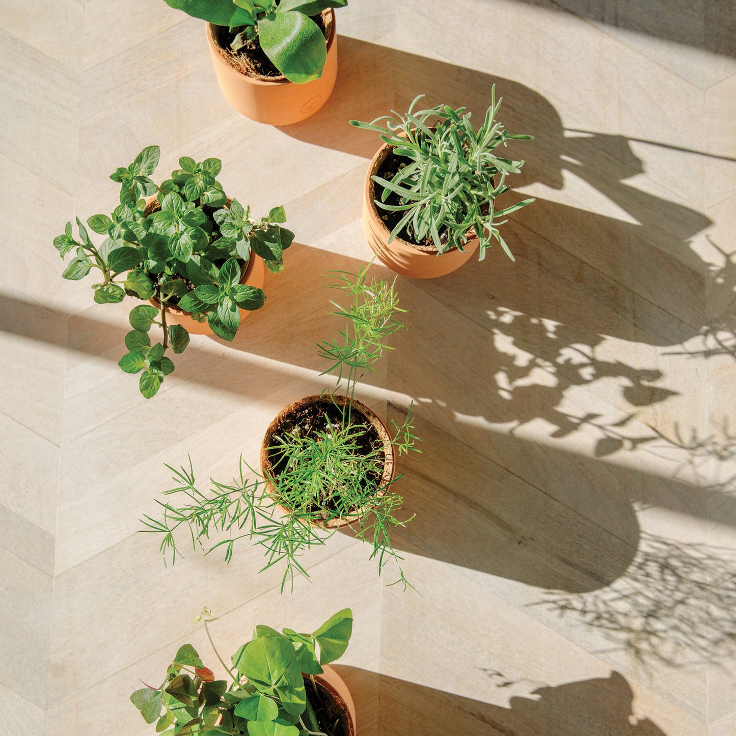 Thank You Daisies Tiny Terracotta Grow Kits