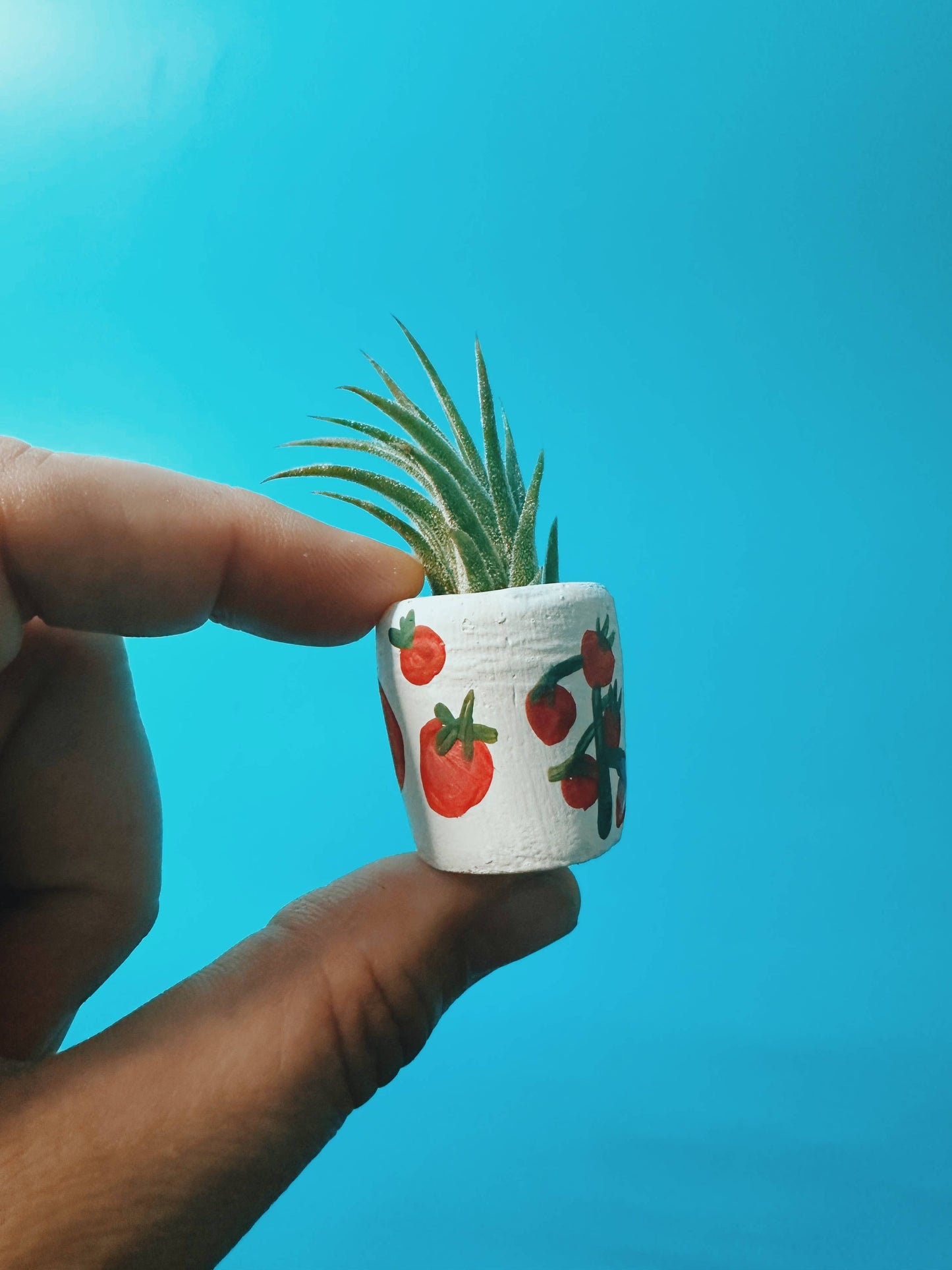 Tomato Mini Planter with Plant