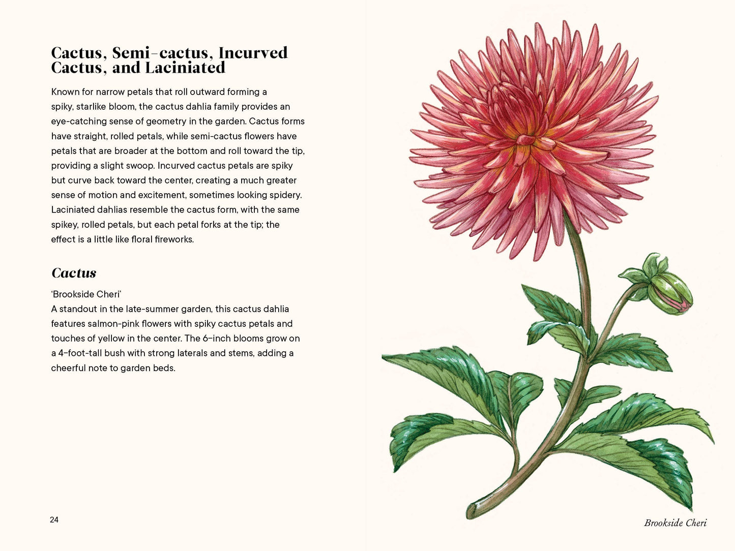 A Little Book of Flowers: Dahlias