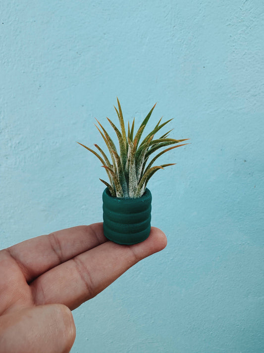 Jewel Green Mini Planter with Air Plant