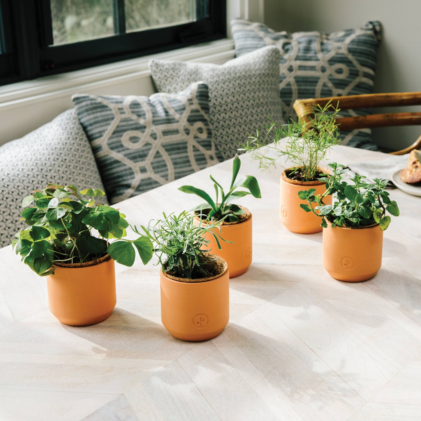 Thank You Daisies Tiny Terracotta Grow Kits