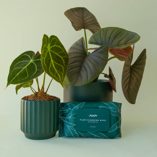 Plant Cleansing Wipes | Rainforest | Neem Oil Infused