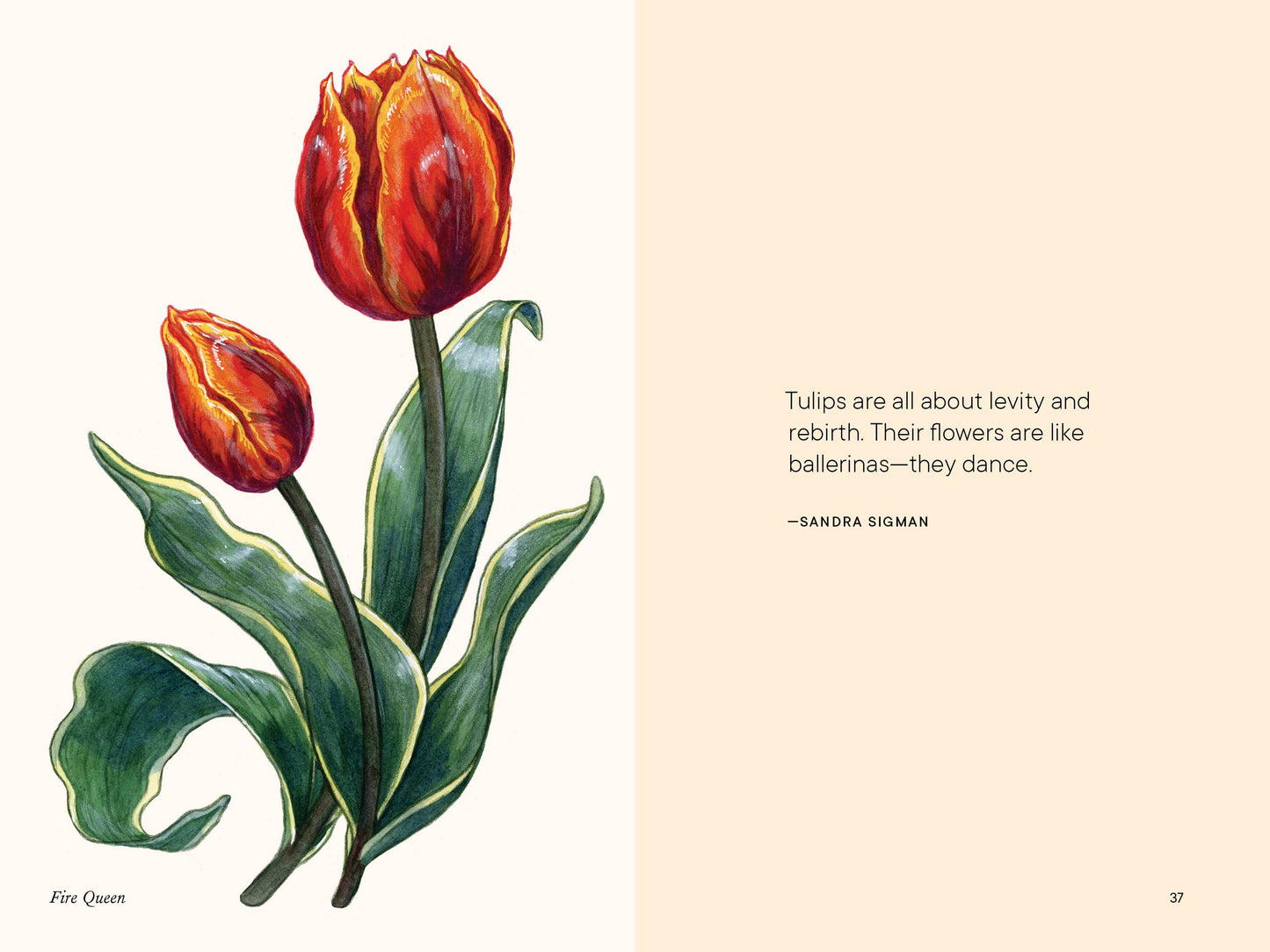 A Little Book of Flowers: Tulips