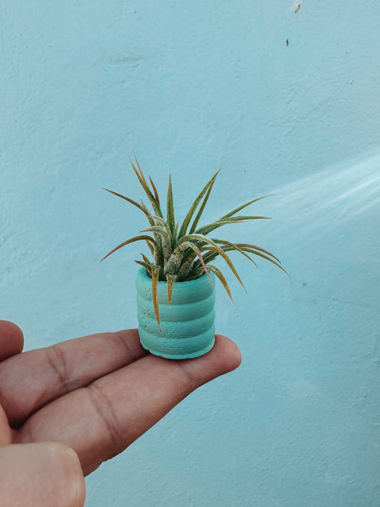 Mint Green Mini Planter and Air Plant