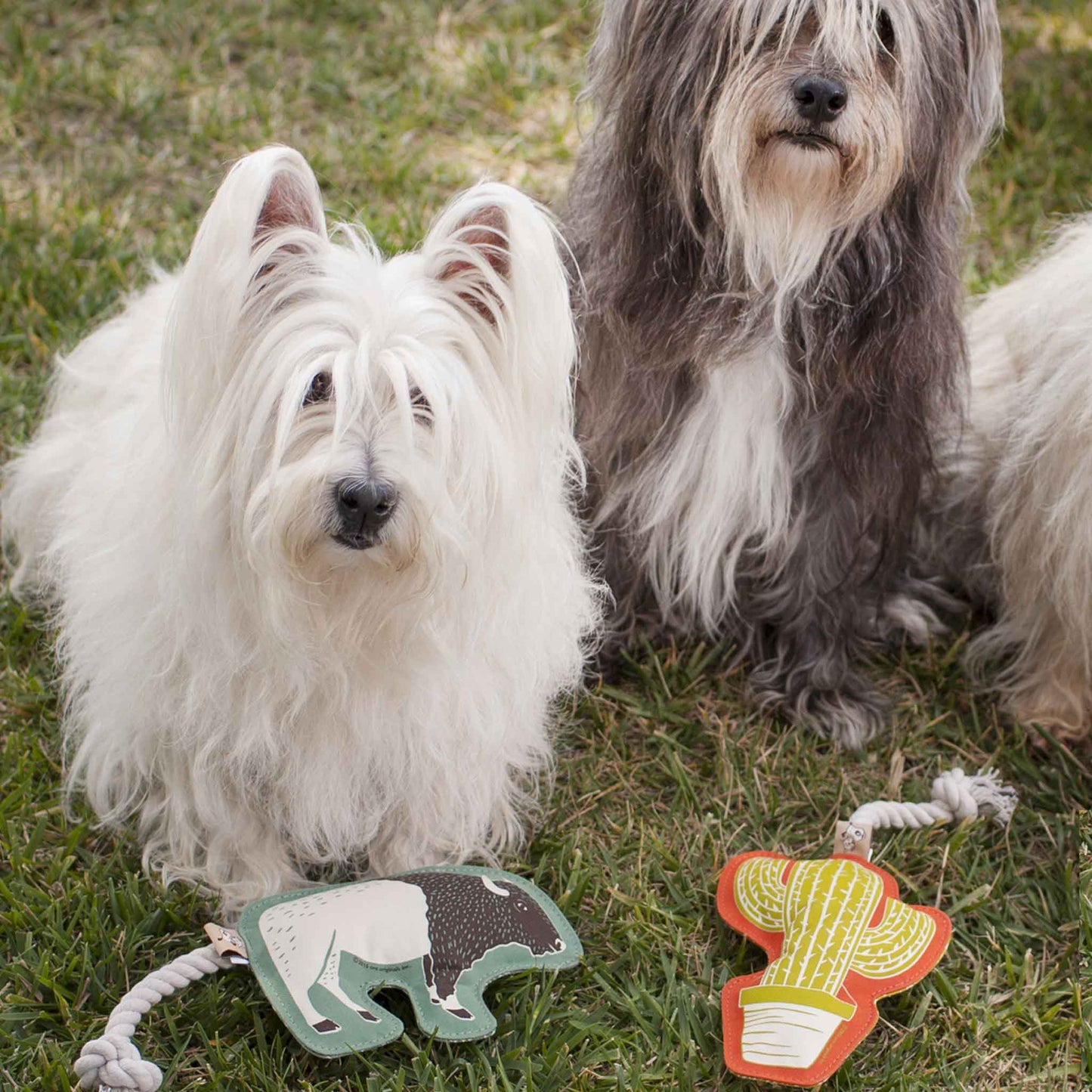 Rope Dog Toy | Cactus