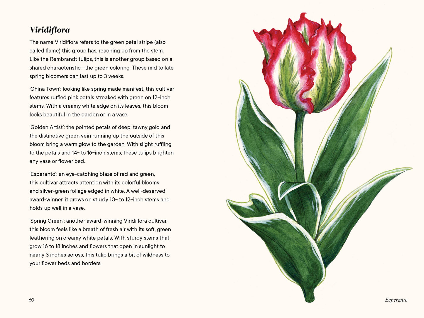 A Little Book of Flowers: Tulips