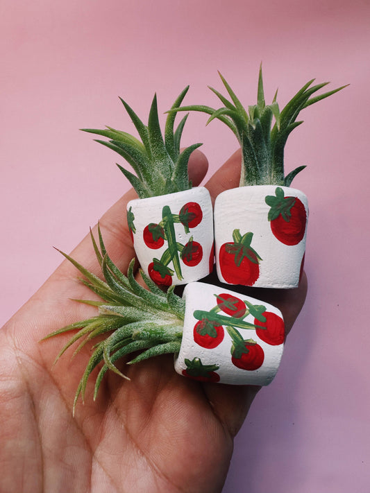 Tomato Mini Planter with Plant