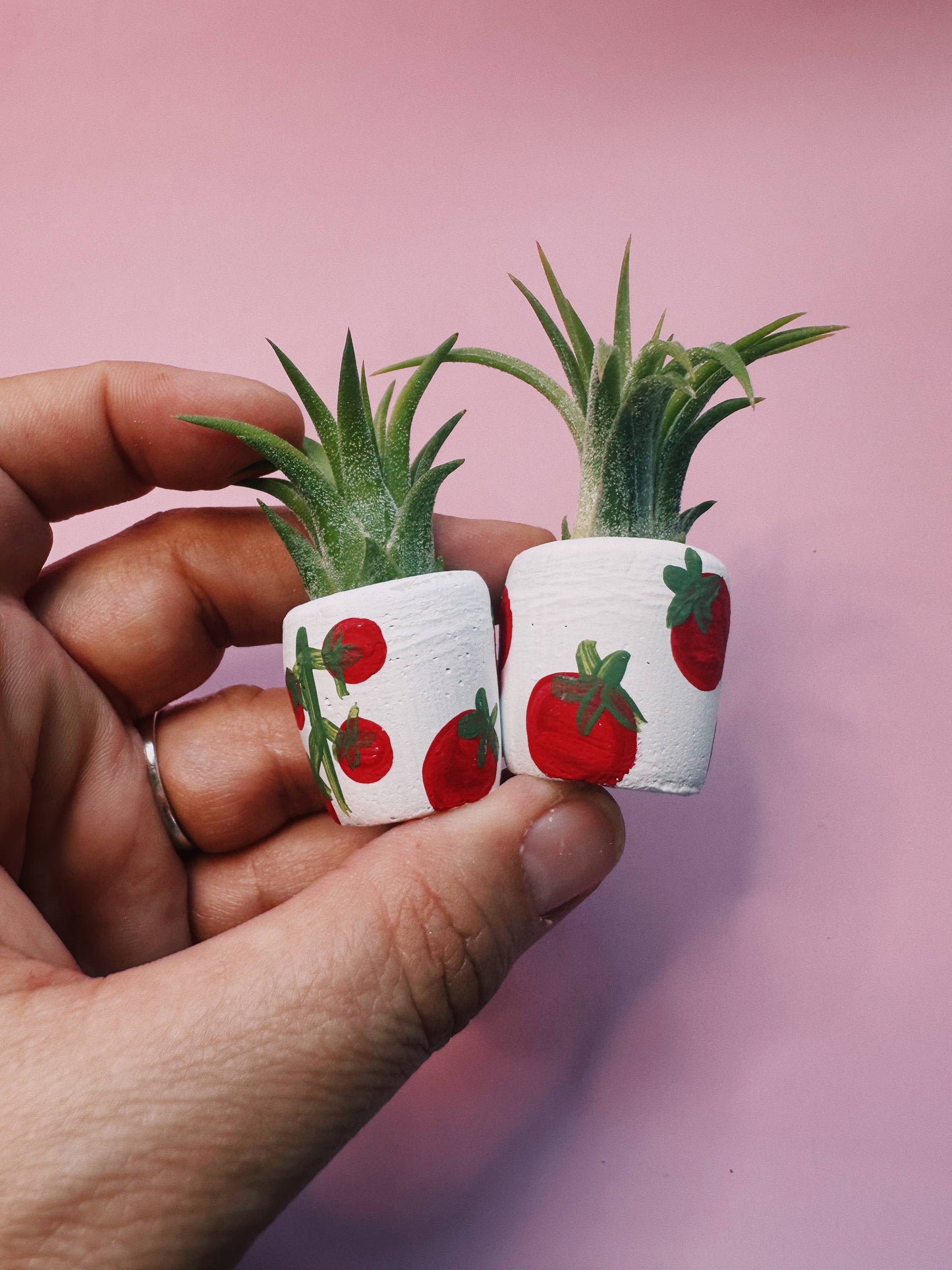Tomato Mini Planter with Plant