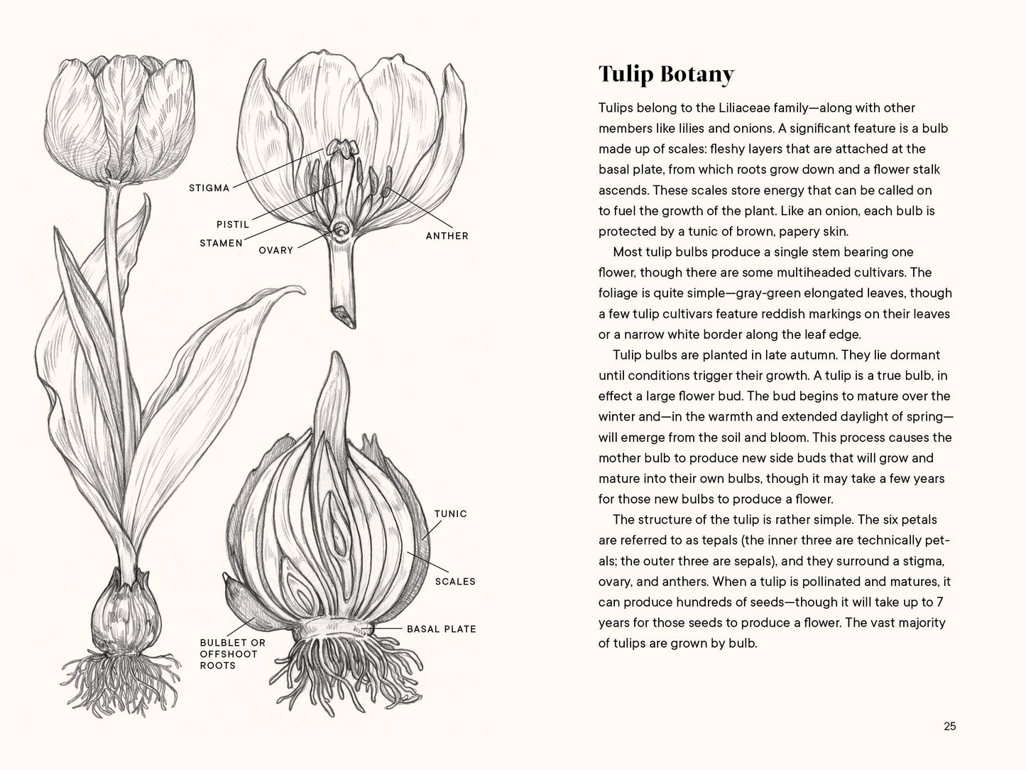 A Little Book of Flowers: Tulips