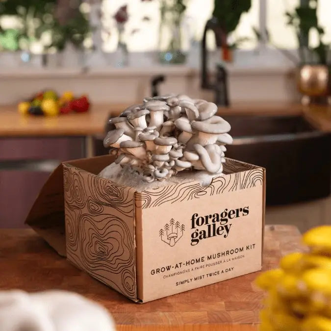 Oyster Mushroom Growing Kit