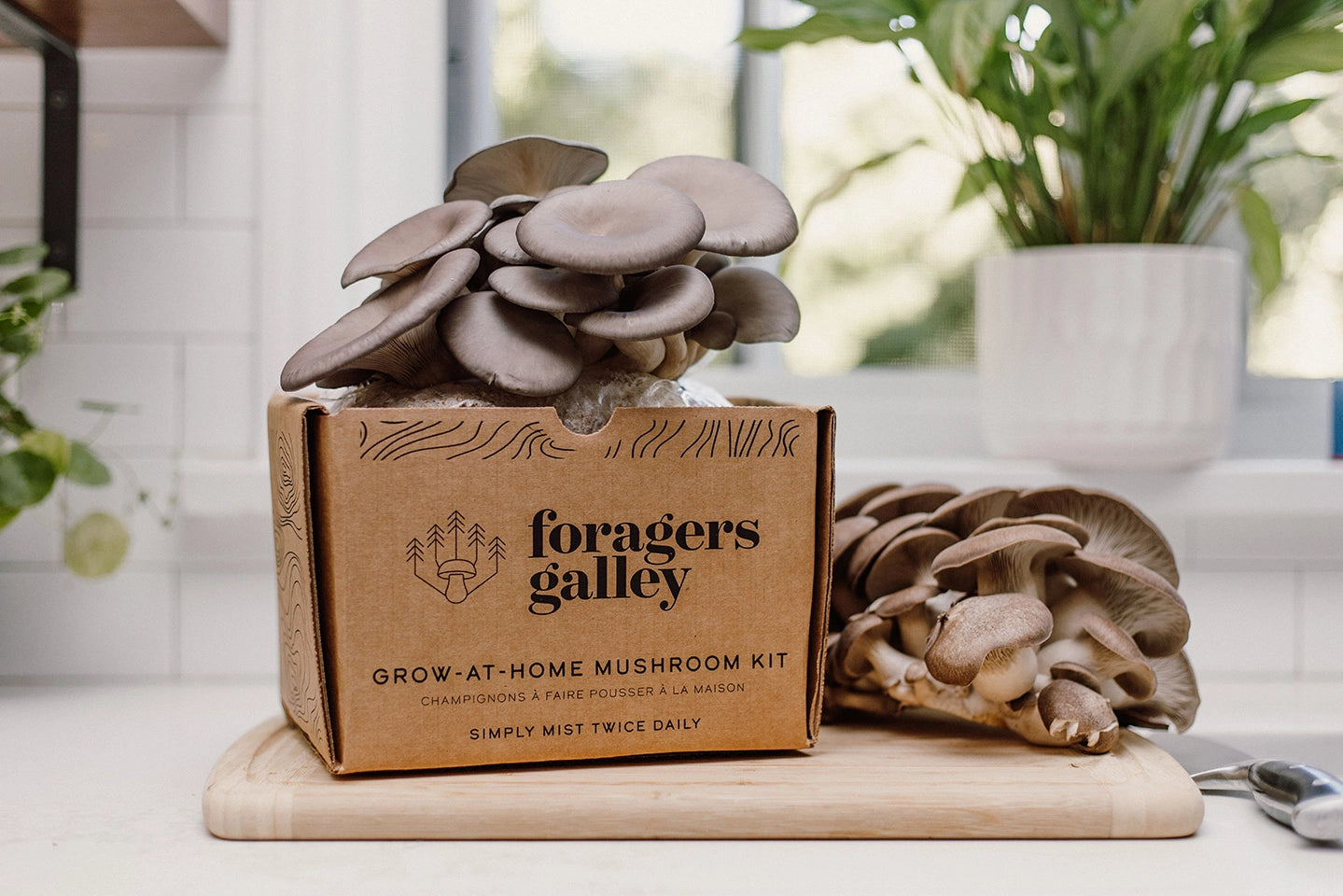 Oyster Mushroom Growing Kit