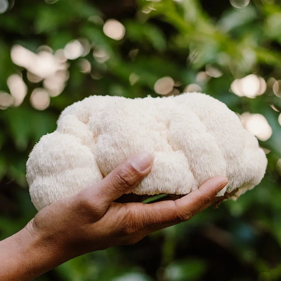 Lion's Mane Mushroom Grow-at-Home Kit