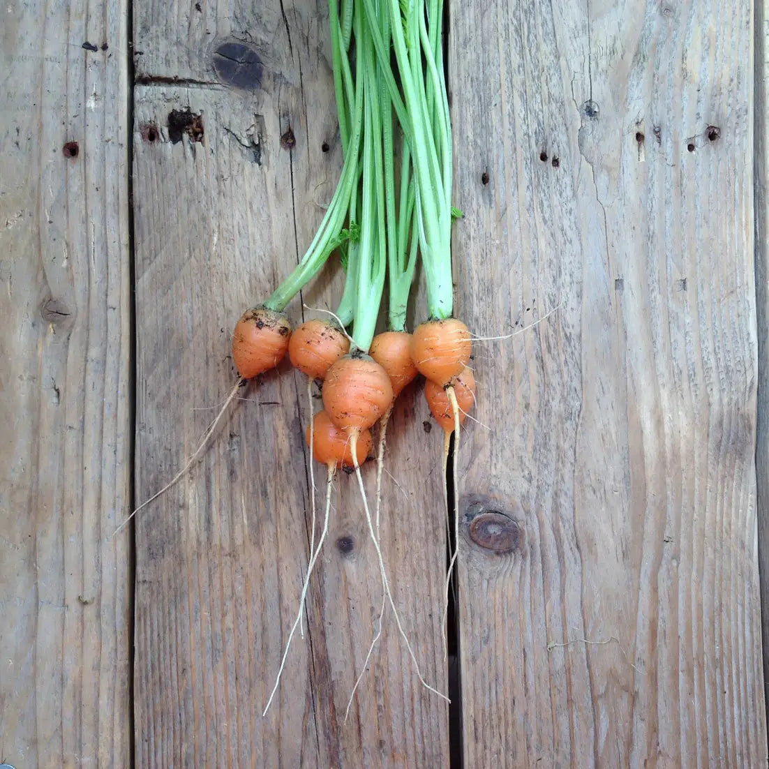 Carrot Paris Market