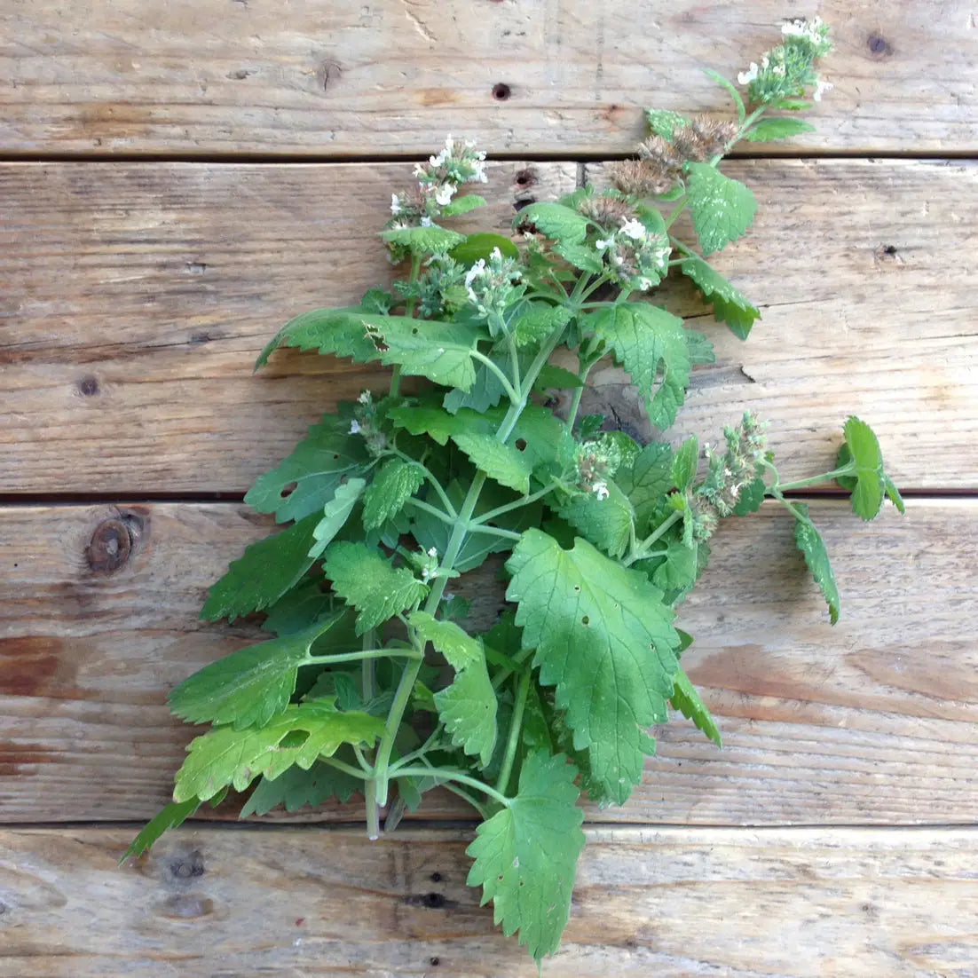 Catnip Nepeta