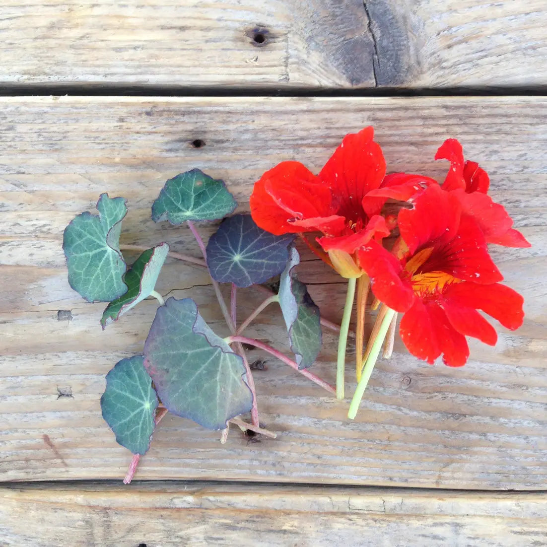 Nasturtium Blue Pepe