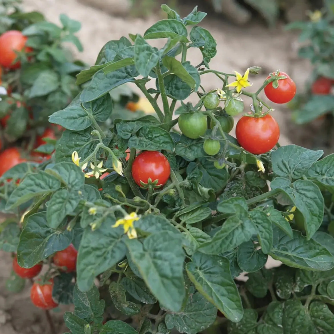 Tiny Tim Tomato