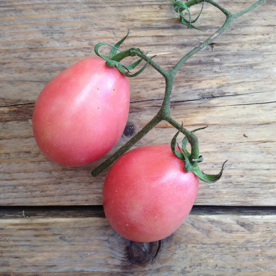 Tomato Thai Pink Egg