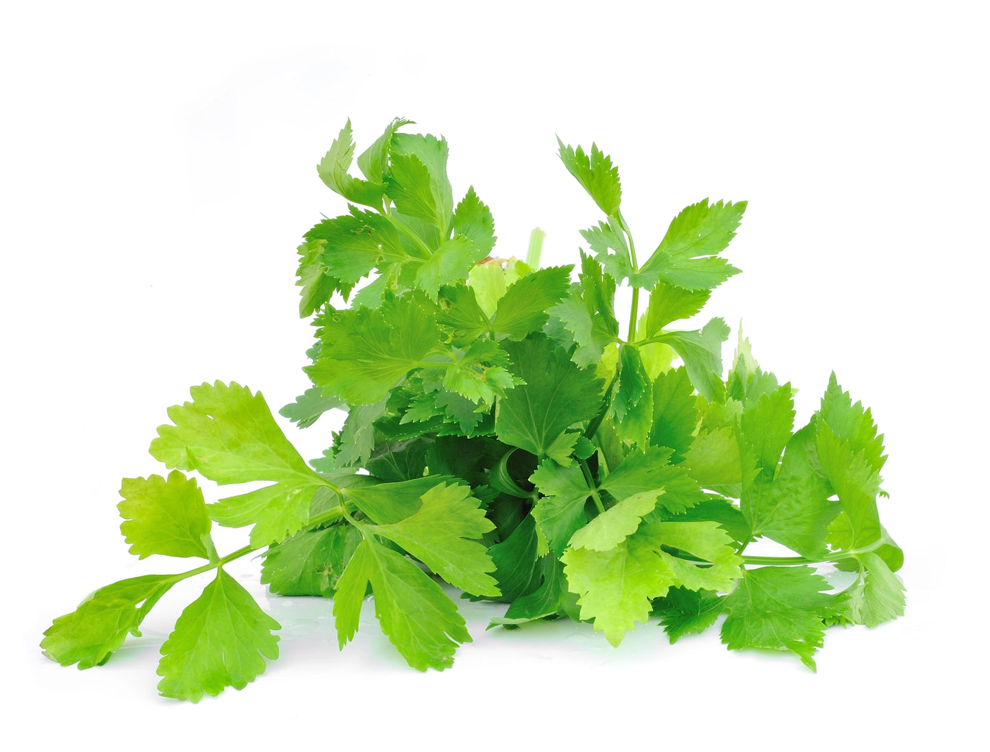 Cilantro Grow Kit