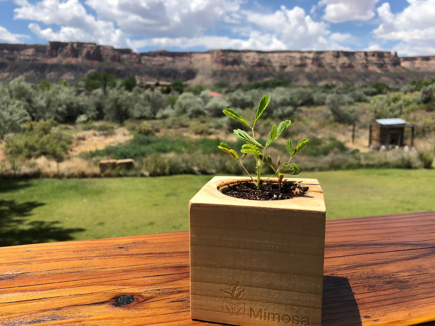 Mimosa Grow Kit