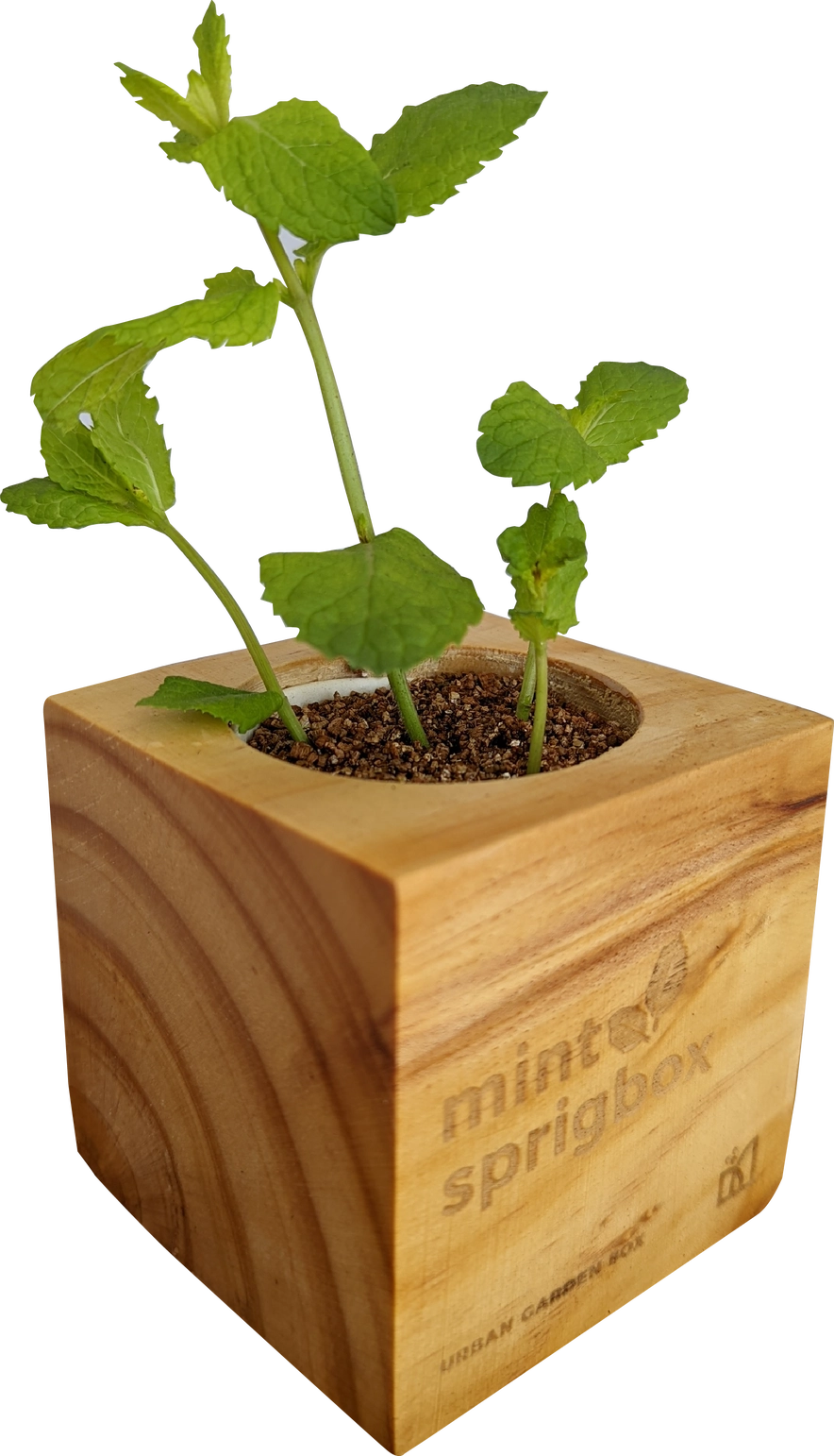 Mint Grow Kit