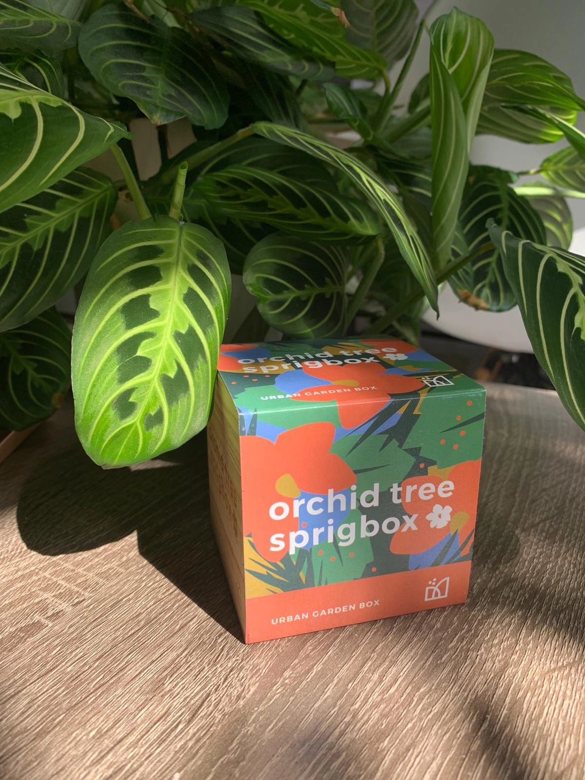 Orchid Tree Grow Kit