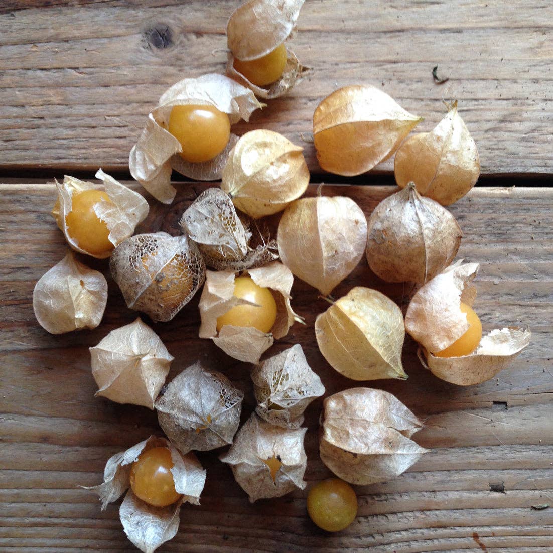 Golden Berry Cape Gooseberry