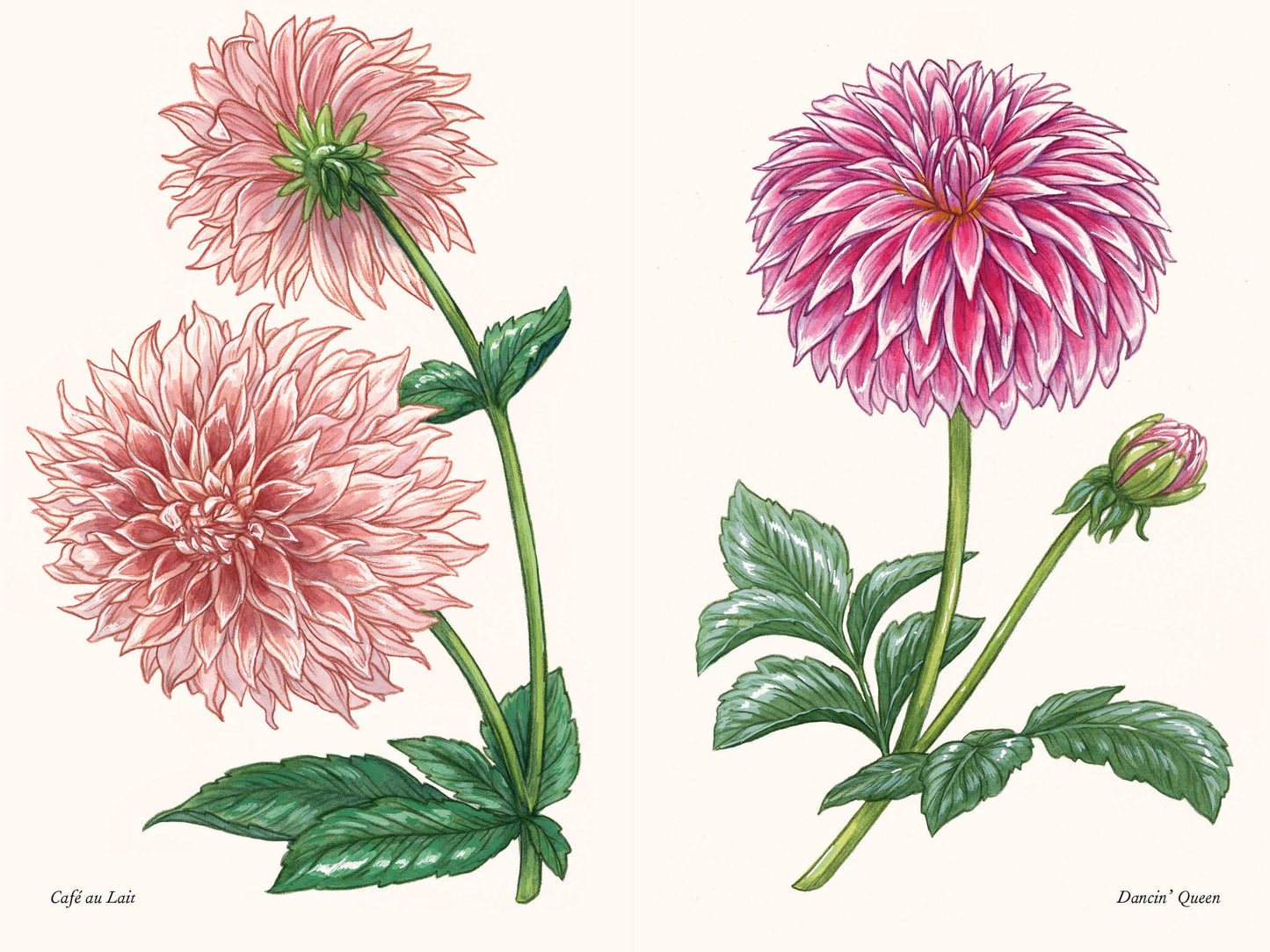 A Little Book of Flowers: Dahlias