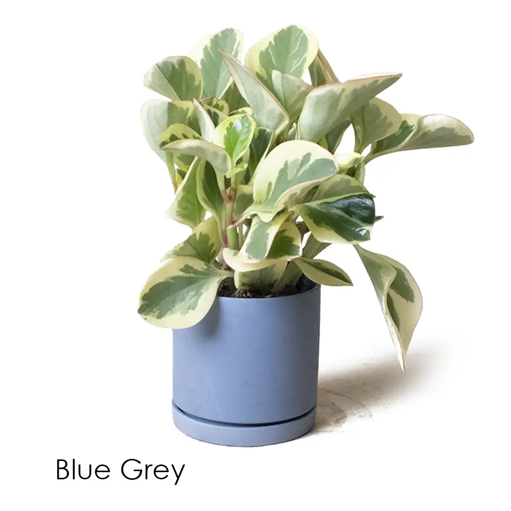 Dojo Pot & Saucer - Blue Grey