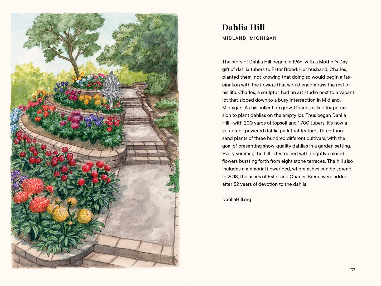 A Little Book of Flowers: Dahlias