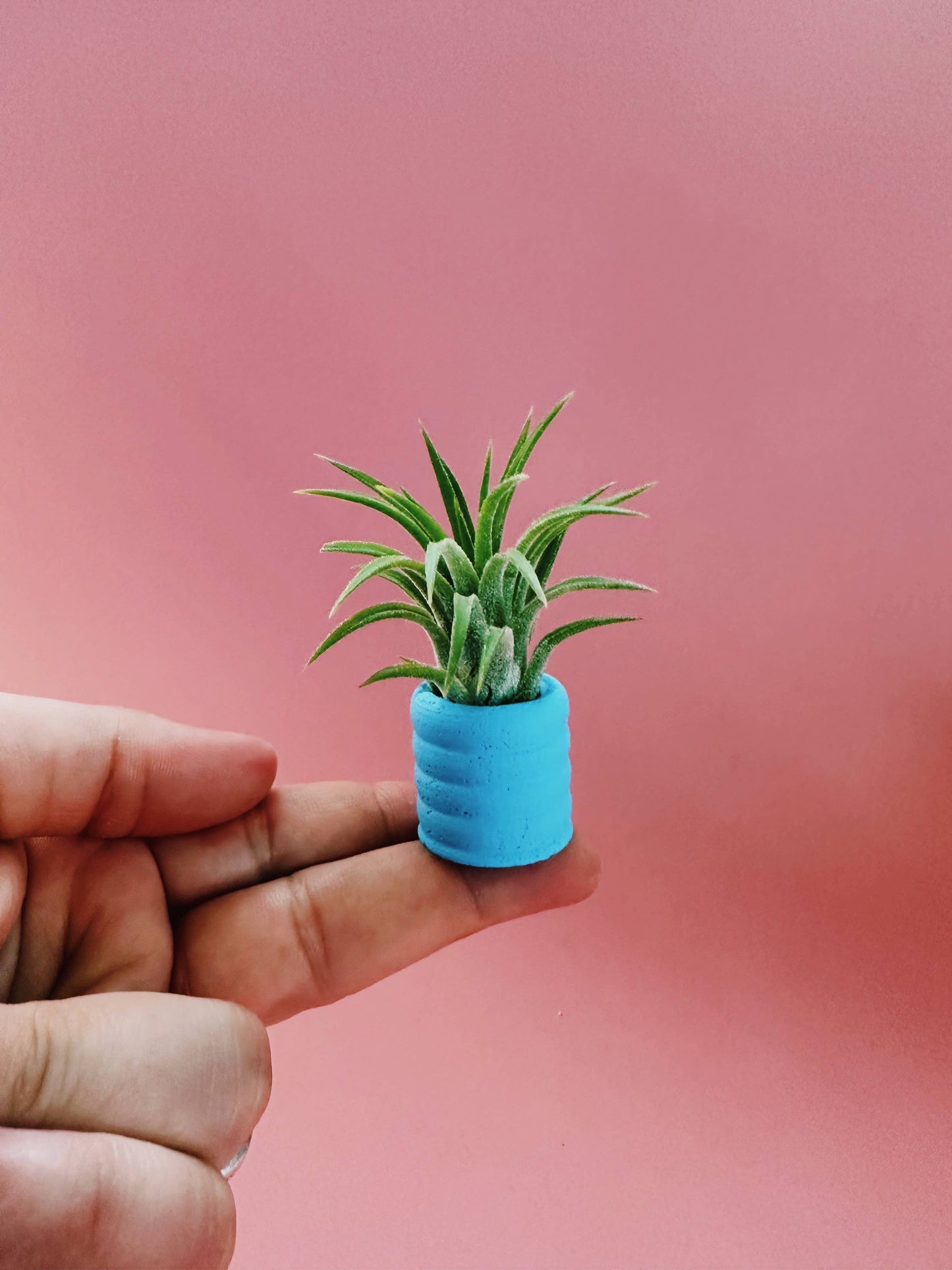 Sky Blue Mini Planter with Air Plant