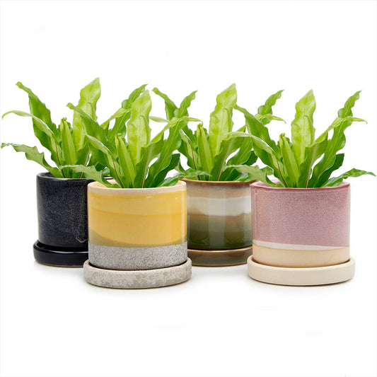 Minute Ceramic Plant Pots Indoor