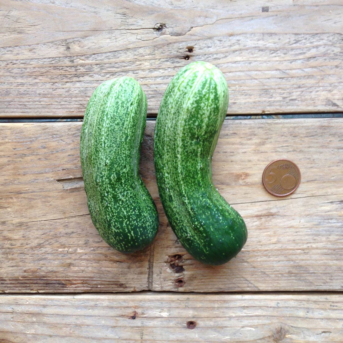 Parisian Pickling Cucumber