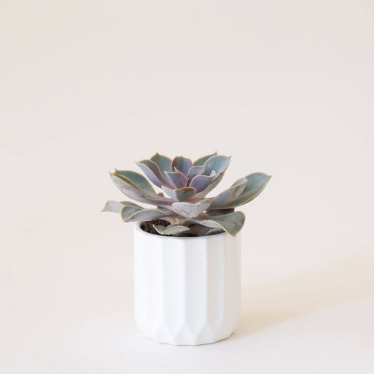 White Fluted Pot